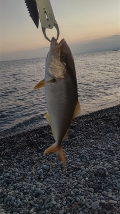 ショゴの釣果