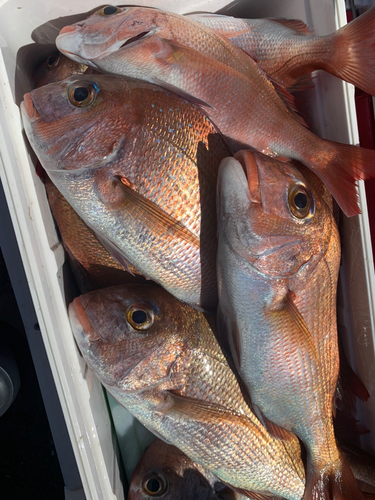 タイの釣果