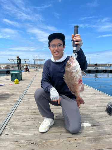 マダイの釣果