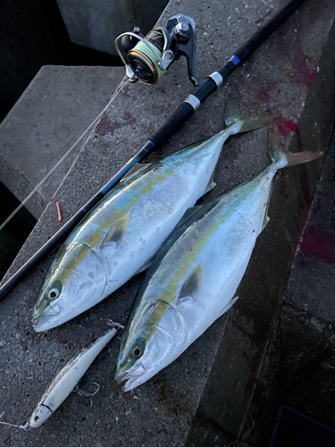 ワラサの釣果