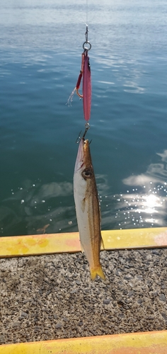 カマスの釣果