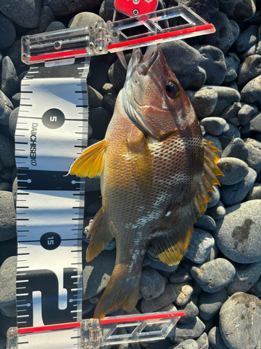 シブダイの釣果