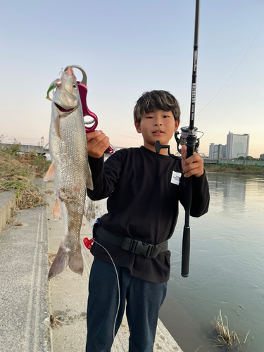 マルタウグイの釣果