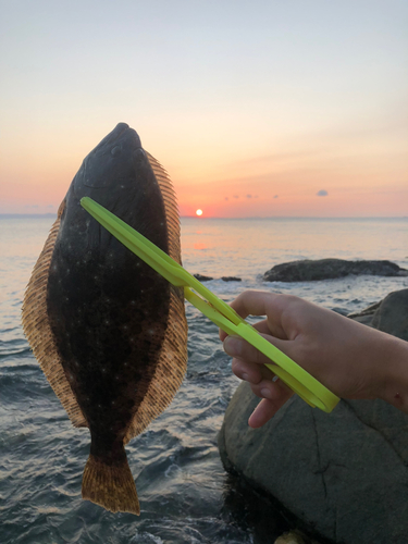 ヒラメの釣果