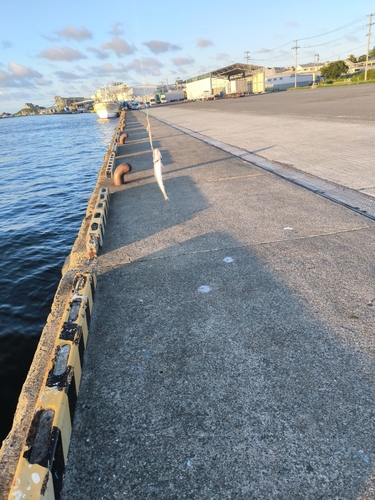 イワシの釣果