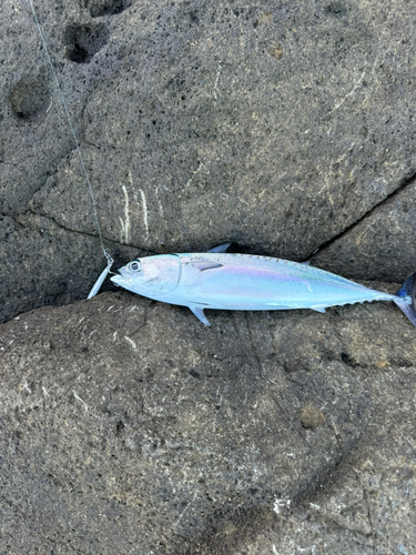 カンパチの釣果