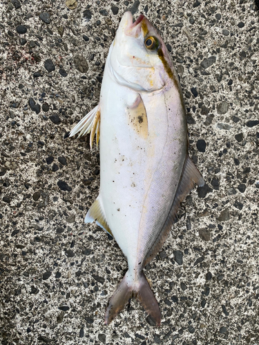 ショゴの釣果