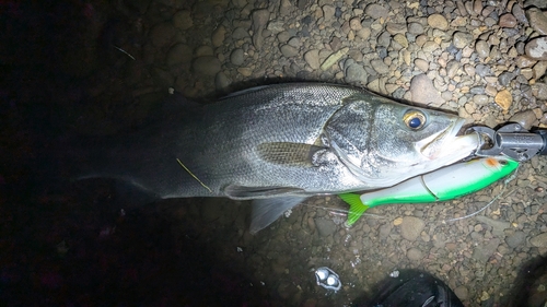 ヒラスズキの釣果