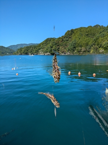 アナハゼの釣果