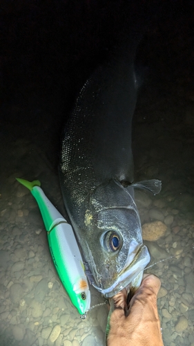 ヒラスズキの釣果