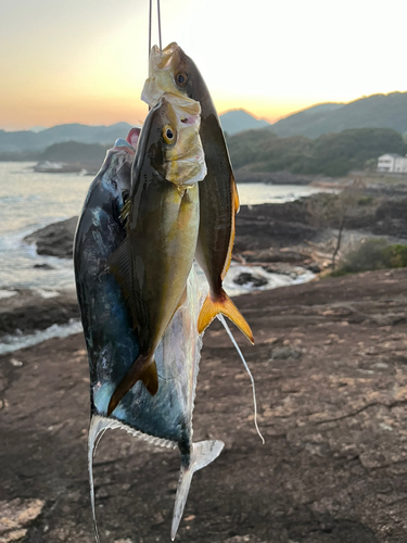 モジャコの釣果