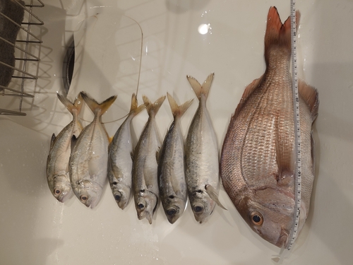 アジの釣果