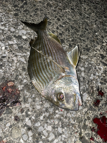 ヘダイの釣果