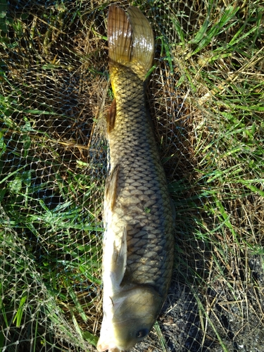 コイの釣果