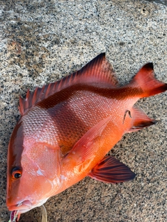 センネンダイの釣果