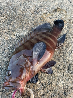 ヤミハタの釣果