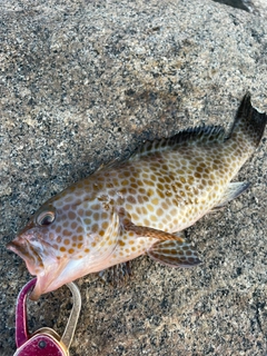 オオモンハタの釣果