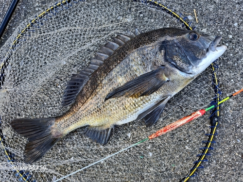 チヌの釣果