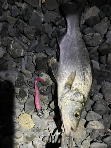 フッコ（ヒラスズキ）の釣果