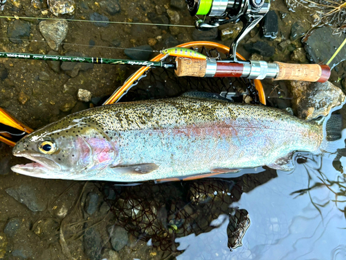 ニジマスの釣果