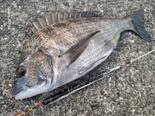 チヌの釣果