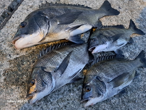 チヌの釣果