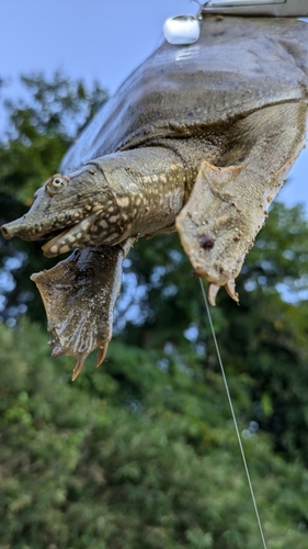 釣果