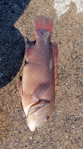 コブダイの釣果