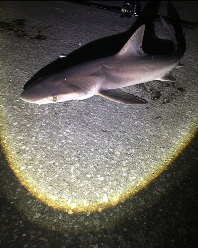 サメの釣果