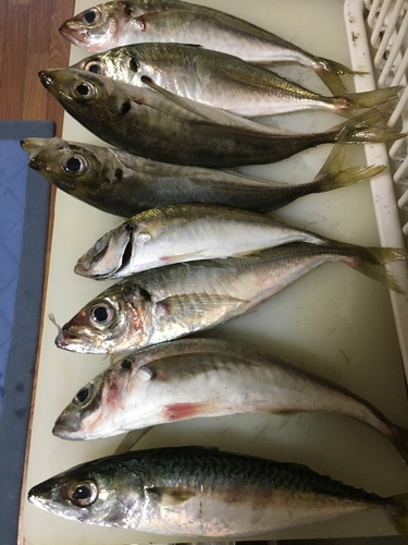 アジの釣果