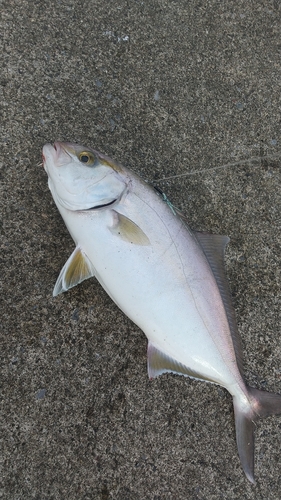 ショゴの釣果