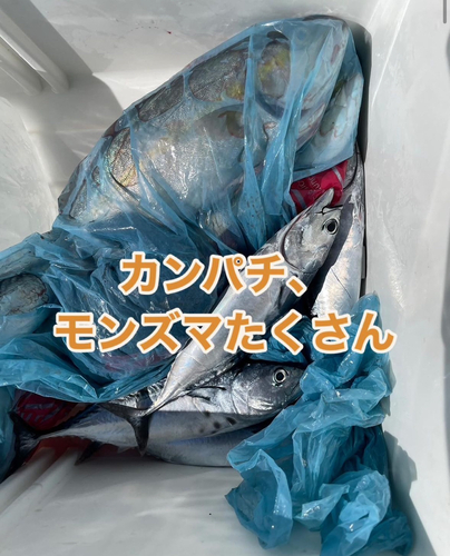 カンパチの釣果