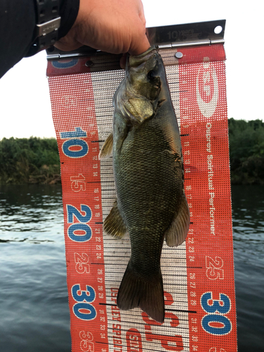 スモールマウスバスの釣果