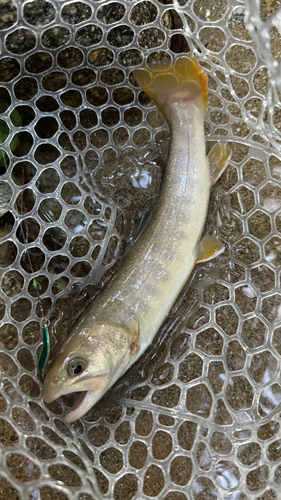 イワナの釣果