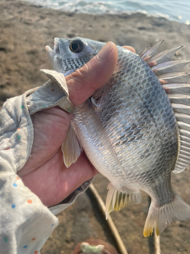 キビレの釣果