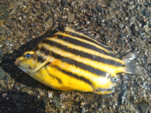 カゴカキダイの釣果