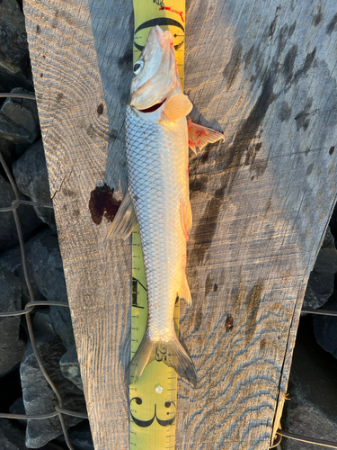 ニゴイの釣果