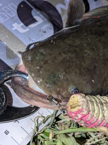 ナマズの釣果