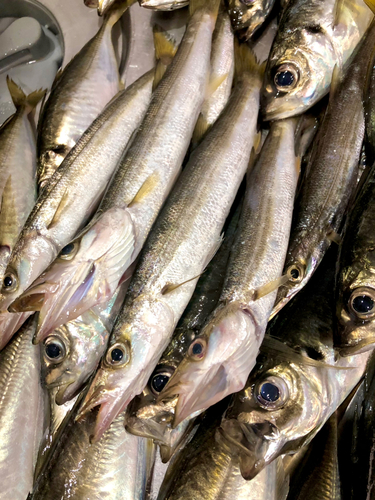 カマスの釣果