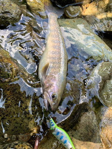 イワナの釣果