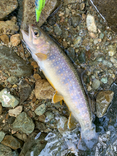 イワナの釣果