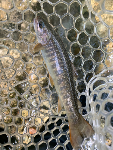 イワナの釣果