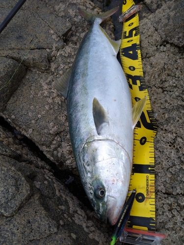 イナダの釣果