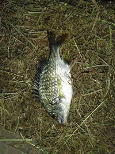 キチヌの釣果