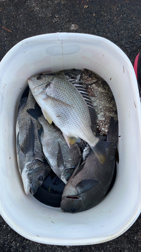 クロダイの釣果