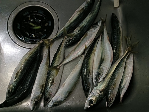 マサバの釣果