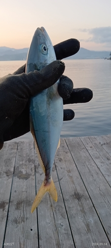 ツバスの釣果