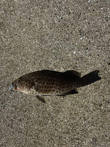 オオモンハタの釣果