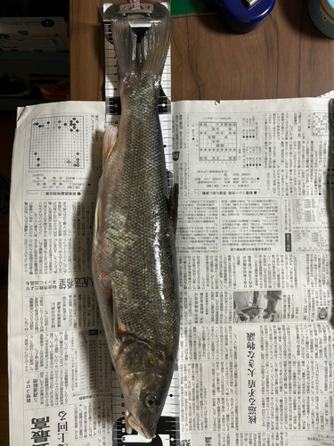 ウグイの釣果