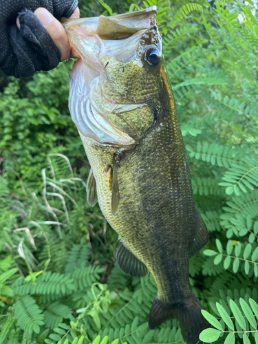 ラージマウスバスの釣果